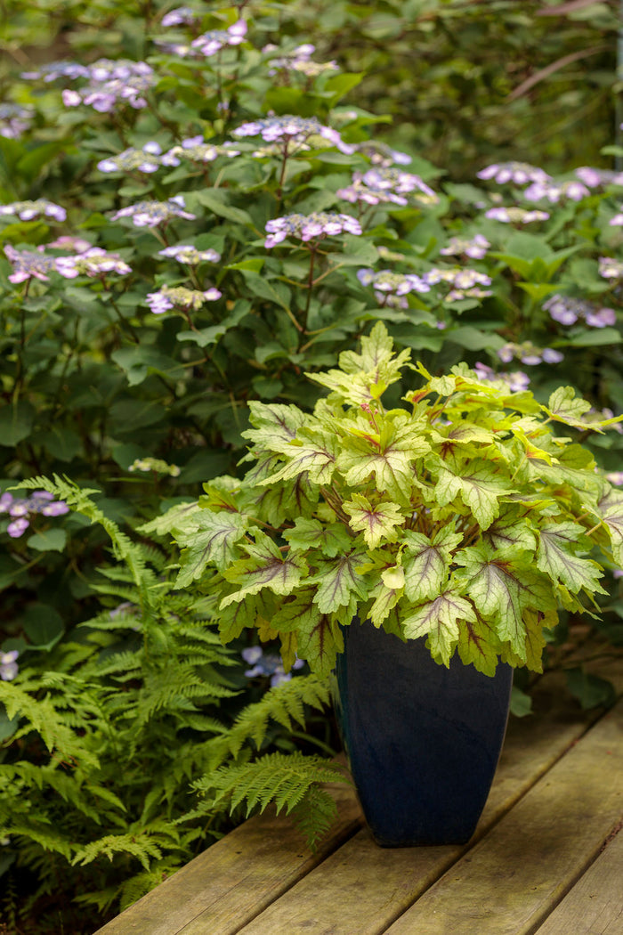 Heucherella Fun and Games® Eye Spy - 1 Gallon