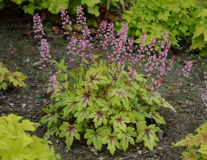 Heucherella Fun and Games® Eye Spy - 1 Gallon
