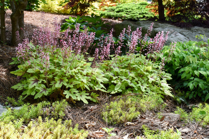 Heucherella Fun and Games® Eye Spy - 1 Gallon