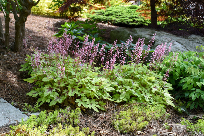Heucherella Fun and Games® Eye Spy - 1 Gallon
