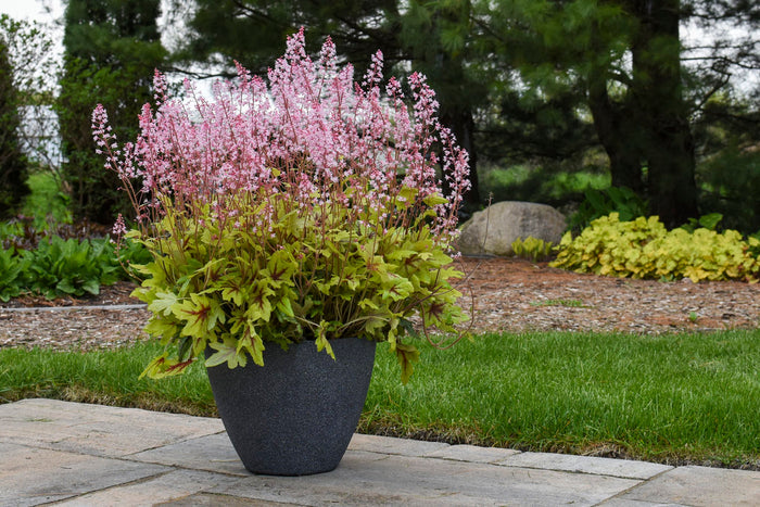 Heucherella Fun and Games® Eye Spy - 1 Gallon