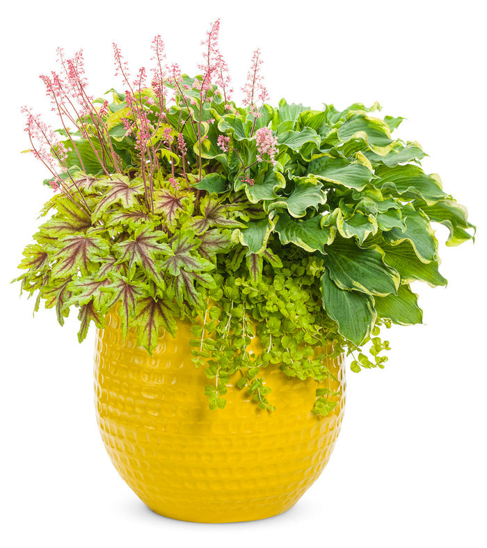 Heucherella Fun and Games® Eye Spy - 1 Gallon
