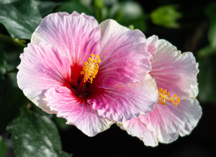 Hollywood Hibiscus® America’s Sweetheart™ - 1 Gallon