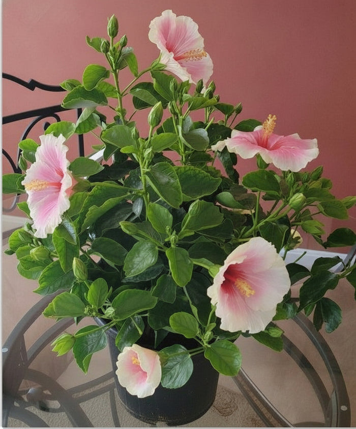 Hollywood Hibiscus® America’s Sweetheart™ - 1 Gallon