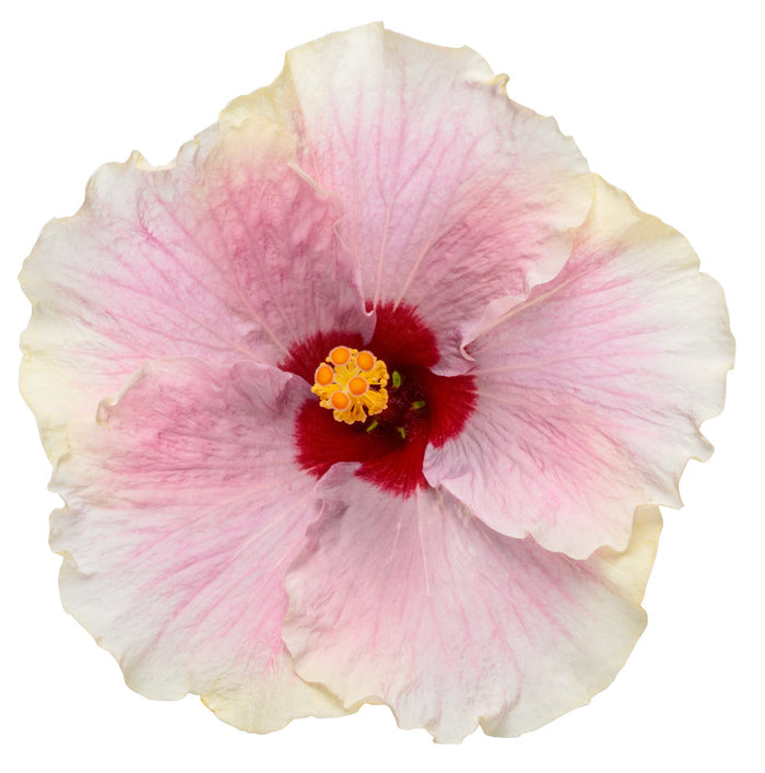 Hollywood Hibiscus® America’s Sweetheart™ - 1 Gallon