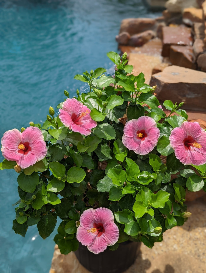 Hollywood Hibiscus® America’s Sweetheart™ - 2 Gallon