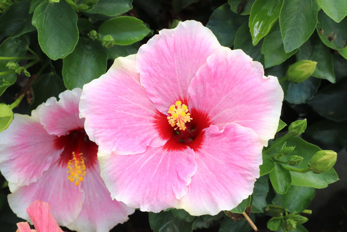 Hollywood Hibiscus® America’s Sweetheart™ - 2 Gallon