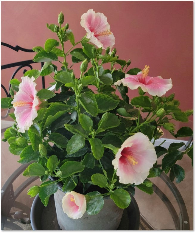 Hollywood Hibiscus® America’s Sweetheart™ - 2 Gallon