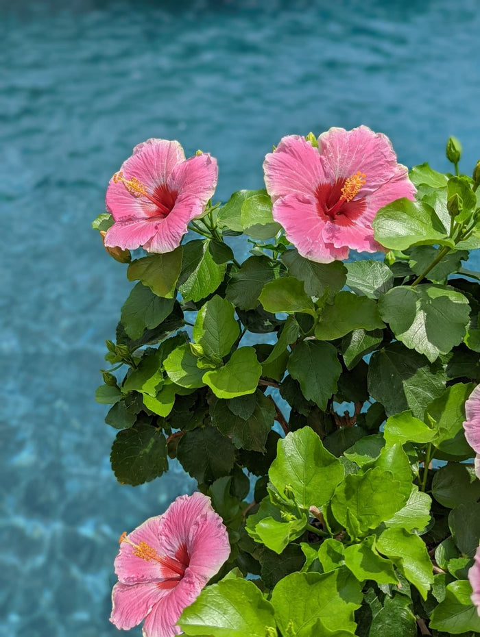 Hollywood Hibiscus® America’s Sweetheart™ - 2 Gallon