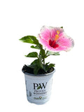 Hollywood Hibiscus® America’s Sweetheart™ - Quart