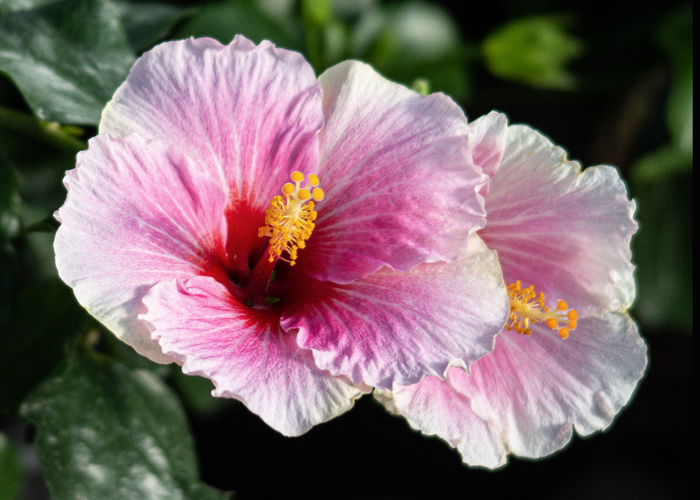 Hollywood Hibiscus® America’s Sweetheart™ - Quart