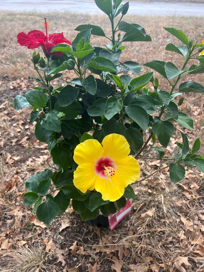 Hollywood Hibiscus® Bloom Bash™ - 1 gallon