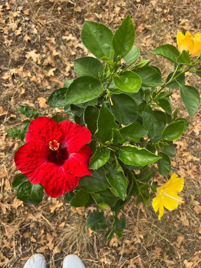 Hollywood Hibiscus® Bloom Bash™ - 1 gallon