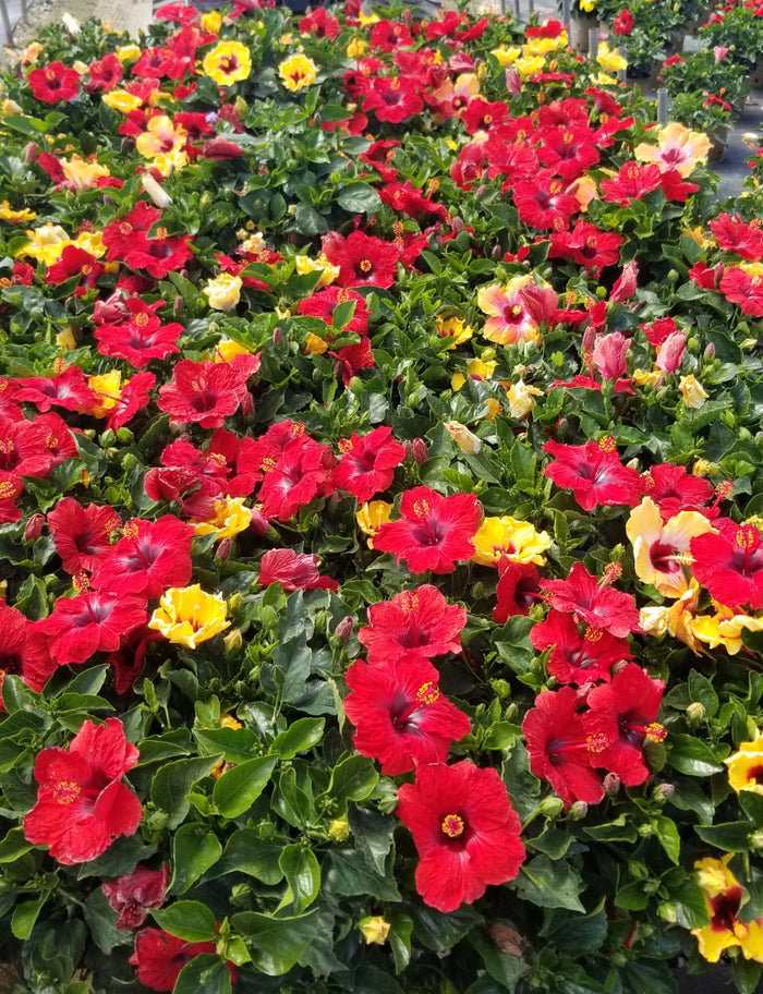Hollywood Hibiscus® Bloom Bash™ - 1 gallon