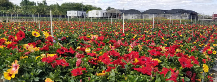 Hollywood Hibiscus® Bloom Bash™ - 1 gallon