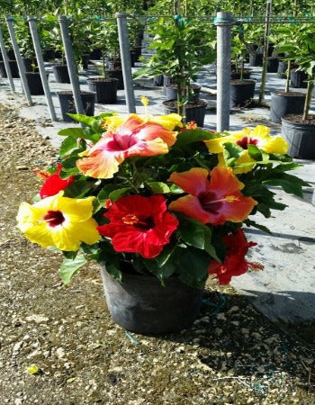 Hollywood Hibiscus® Bloom Bash™ - 2 Gallon