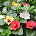 Hollywood Hibiscus® Bloom Bash™ - Quart