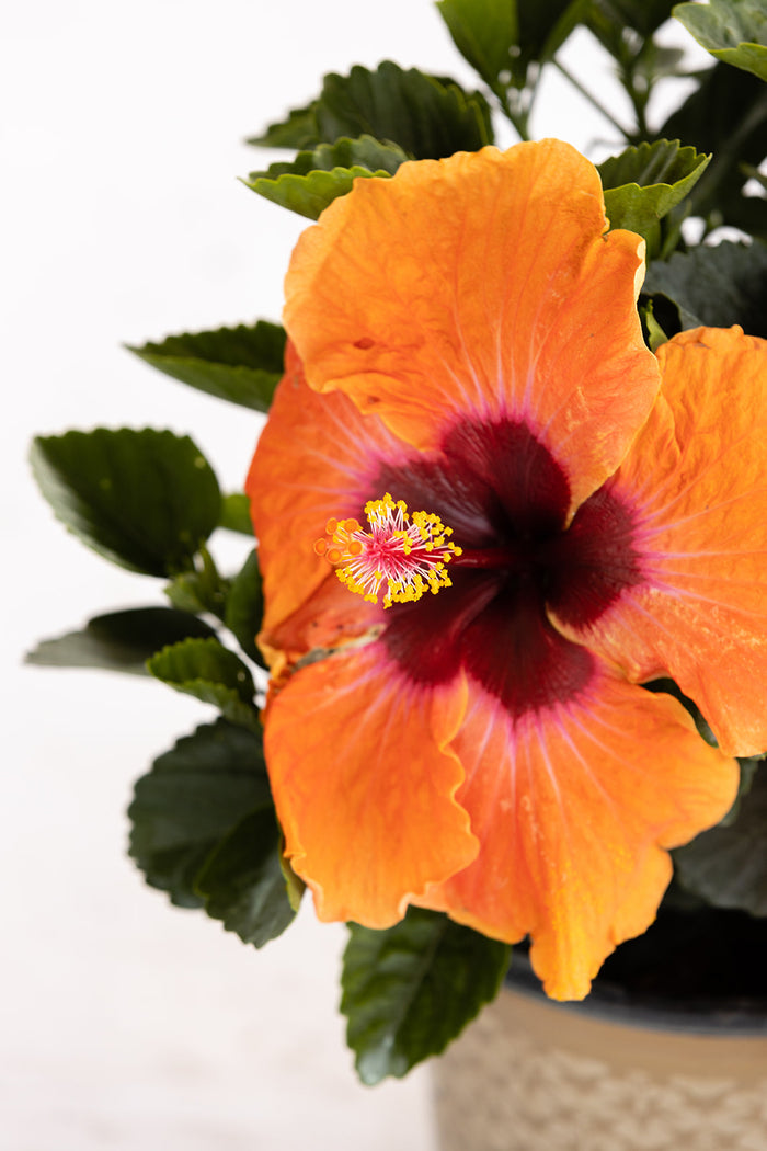 Hollywood Hibiscus® Disco Diva™ - 1 Gallon