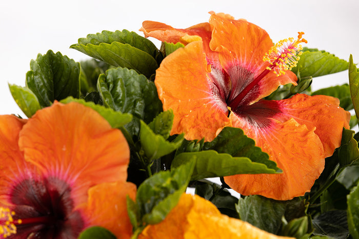 Hollywood Hibiscus® Disco Diva™ - Quart