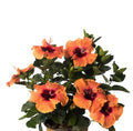 Hollywood Hibiscus® Disco Diva™- 2 Gallon