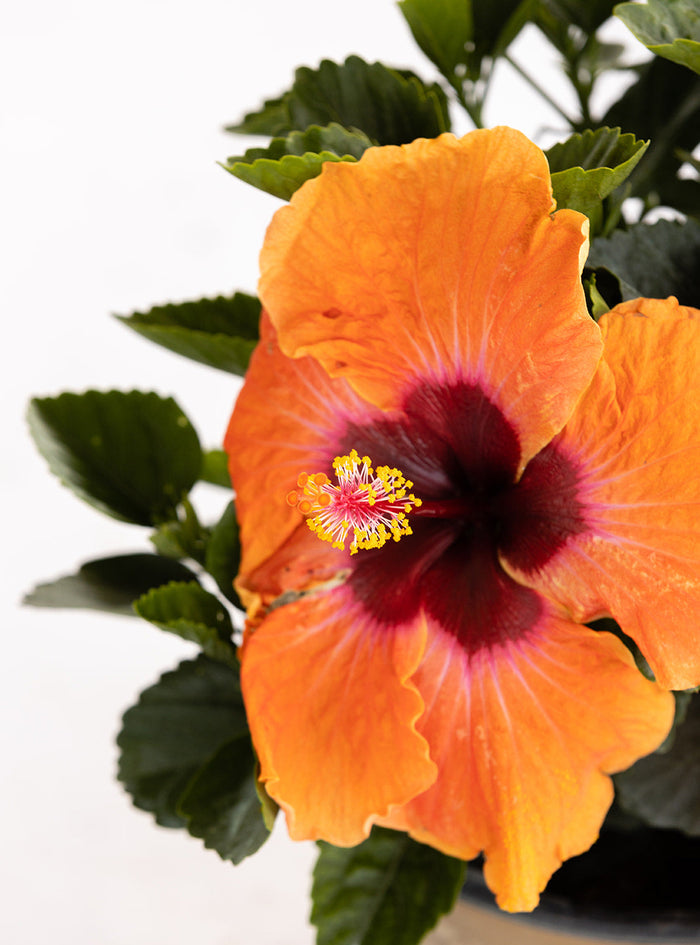 Hollywood Hibiscus® Disco Diva™- 2 Gallon