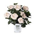 Hollywood Hibiscus® Earth Angel™ - 2 Gallon