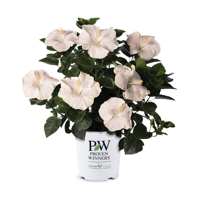 Hollywood Hibiscus® Earth Angel™ - 2 Gallon