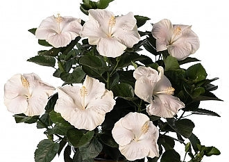 Hollywood Hibiscus® Earth Angel™ - 2 Gallon