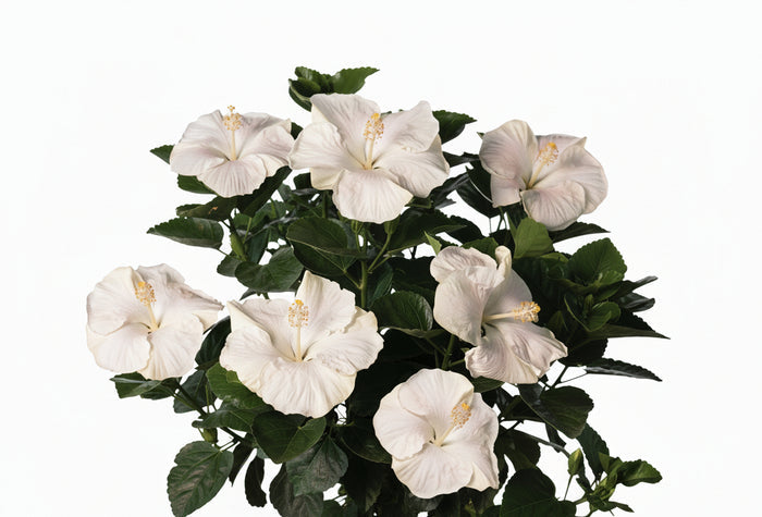 Hollywood Hibiscus® Earth Angel™ - 9" Self-Watering Pot
