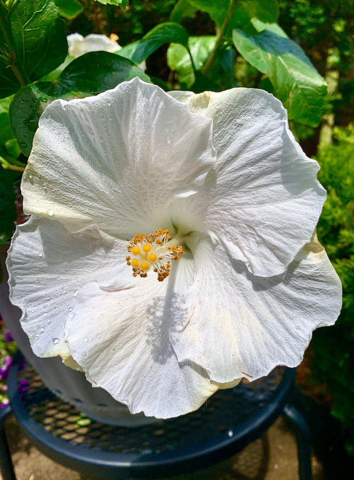 Hollywood Hibiscus® Earth Angel™ - 9" Self-Watering Pot