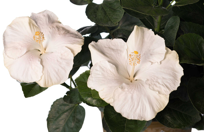 Hollywood Hibiscus® Earth Angel™ - Quart