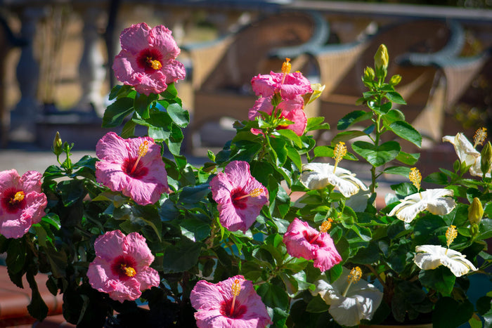Hollywood Hibiscus® Earth Angel™ - Quart