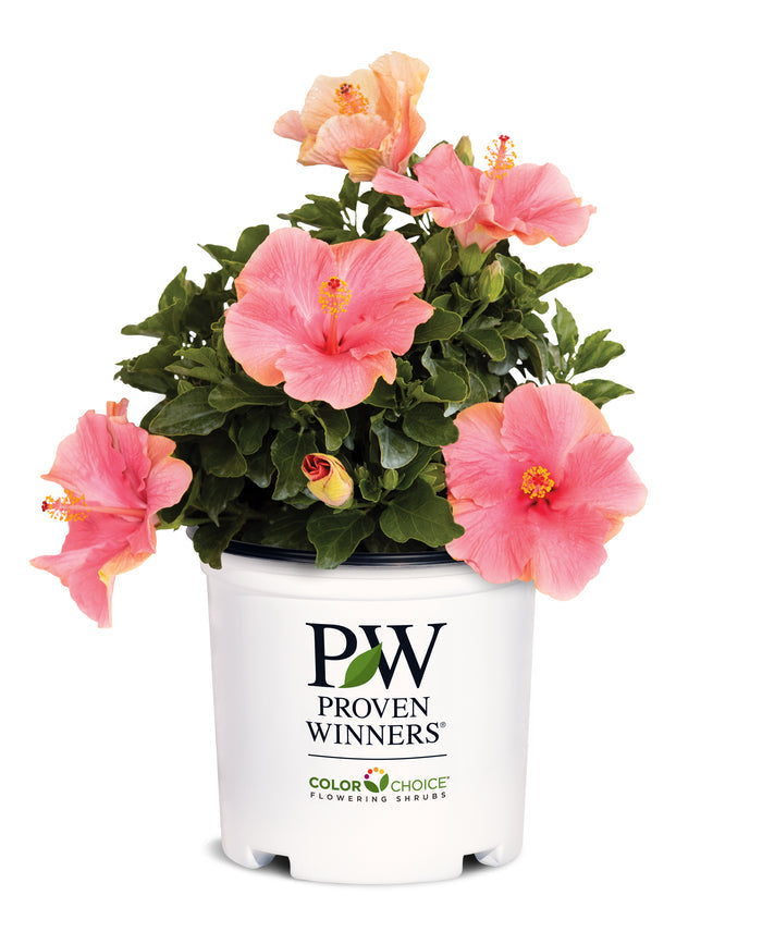 Hollywood Hibiscus® First Lady™ - 1 Gallon