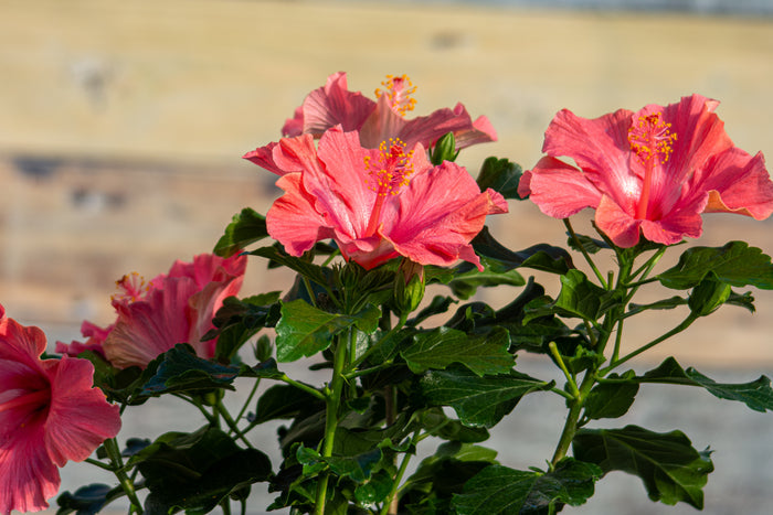 Hollywood Hibiscus® First Lady™ - 2 Gallon