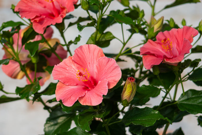 Hollywood Hibiscus® First Lady™ - 2 Gallon