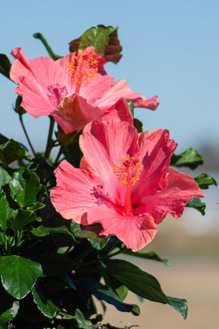 Hollywood Hibiscus® First Lady™ - 2 Gallon