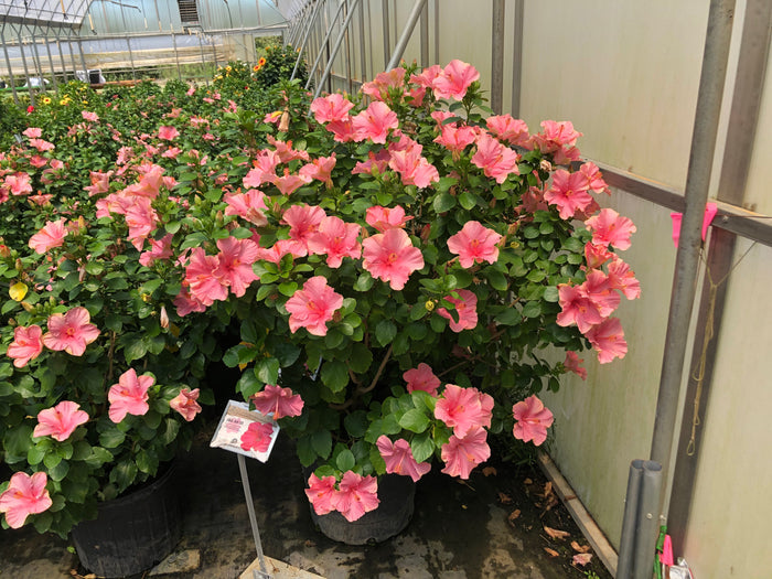 Hollywood Hibiscus® First Lady™ - 2 Gallon
