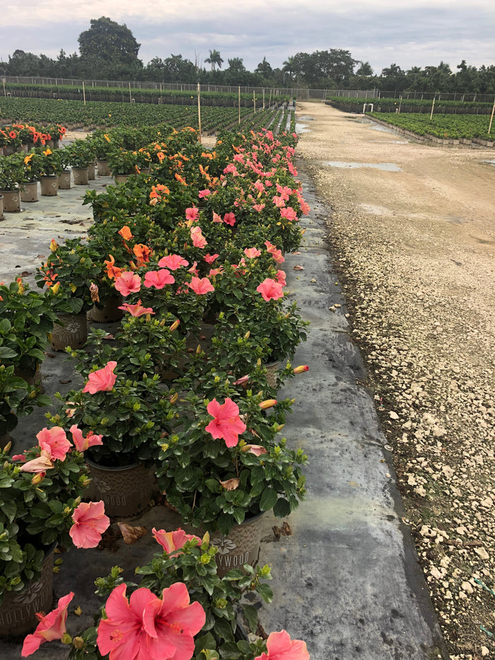 Hollywood Hibiscus® First Lady™ - 2 Gallon