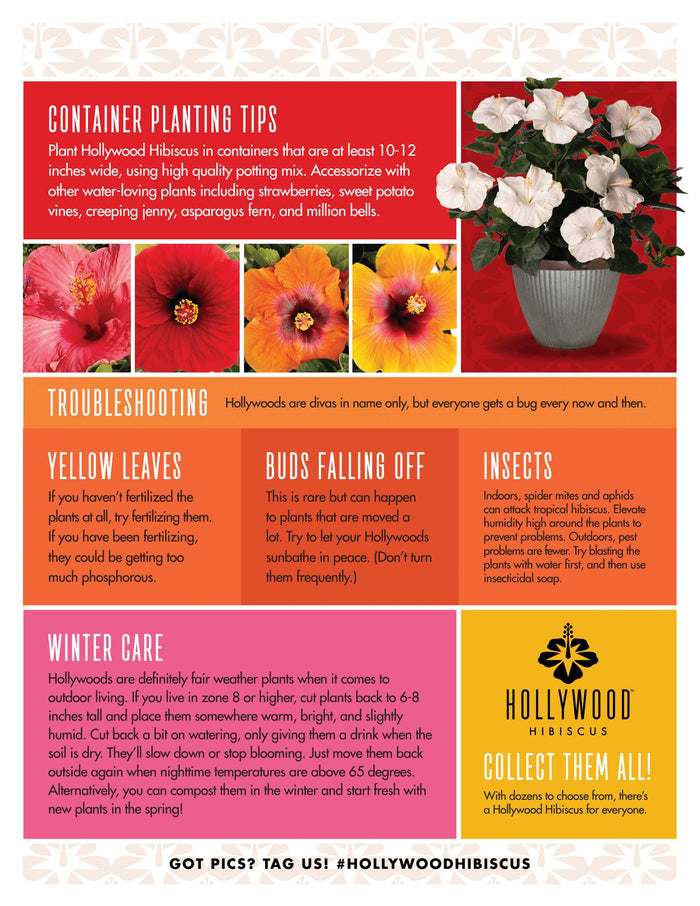 Hollywood Hibiscus® First Lady™ - 2 Gallon