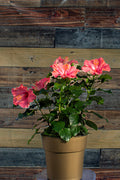 Hollywood Hibiscus® First Lady™ - 9" Self-Watering Pot