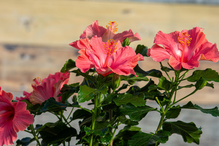 Hollywood Hibiscus® First Lady™ - 9" Self-Watering Pot