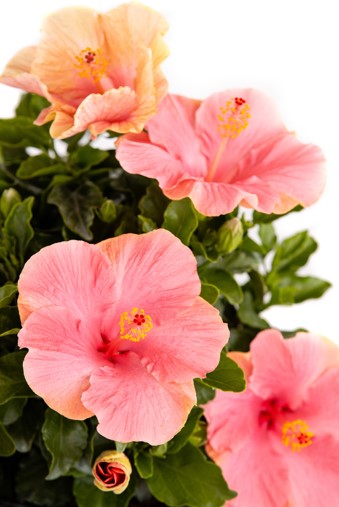 Hollywood Hibiscus® First Lady™ - 9" Self-Watering Pot