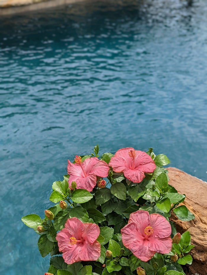 Hollywood Hibiscus® First Lady™ - 9" Self-Watering Pot