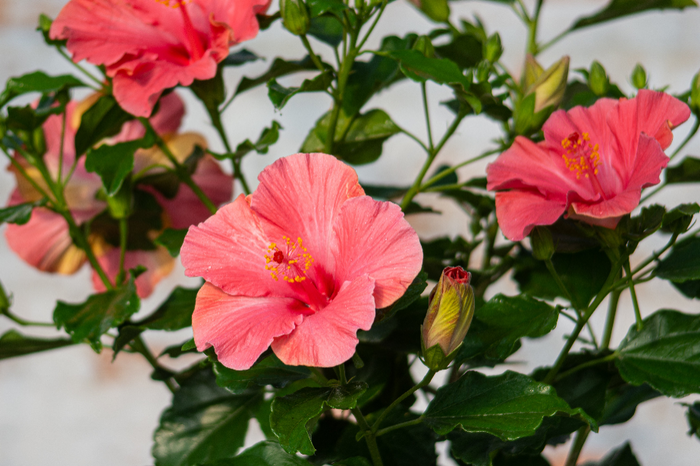 Hollywood Hibiscus® First Lady™- Quart