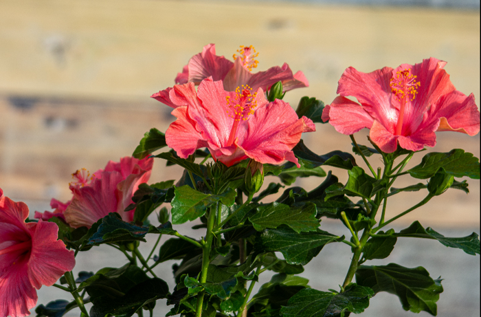 Hollywood Hibiscus® First Lady™- Quart