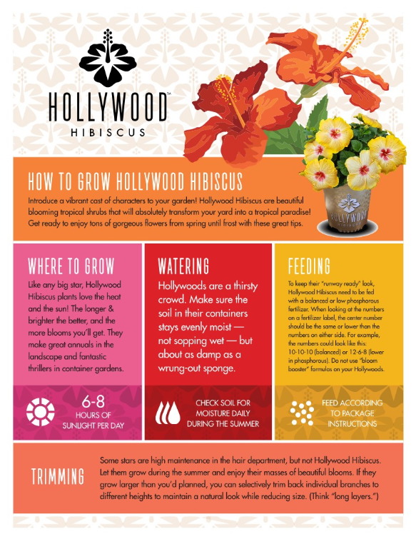 Hollywood Hibiscus® First Lady™- Quart