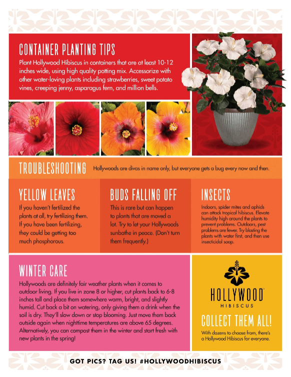 Hollywood Hibiscus® First Lady™- Quart