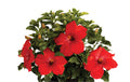 Hollywood Hibiscus® First to Arrive™ - 9" Self-Watering Pot