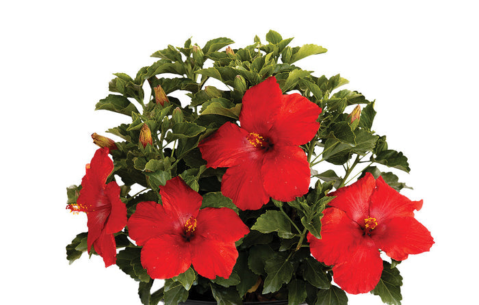 Hollywood Hibiscus® First to Arrive™ - 9" Self-Watering Pot