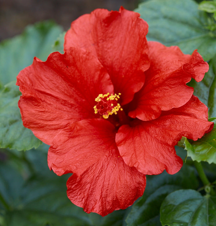 Hollywood Hibiscus® First to Arrive™ - 9" Self-Watering Pot